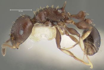 Media type: image;   Entomology 32435 Aspect: habitus lateral view